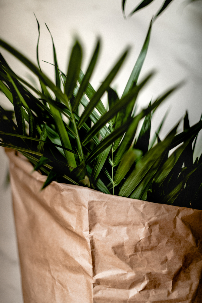 Palms &amp; Craft Paper von Tim Mossholder