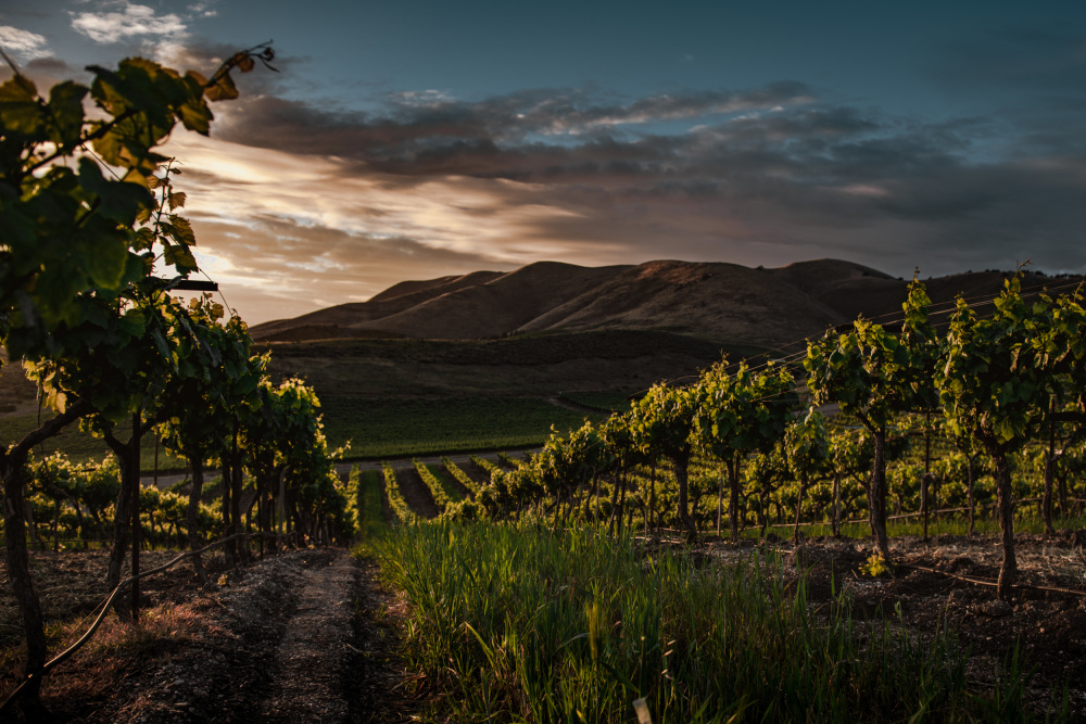 Vinyards von Tim Mossholder