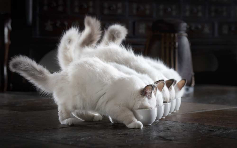 Let There Be Milk von timo.photo