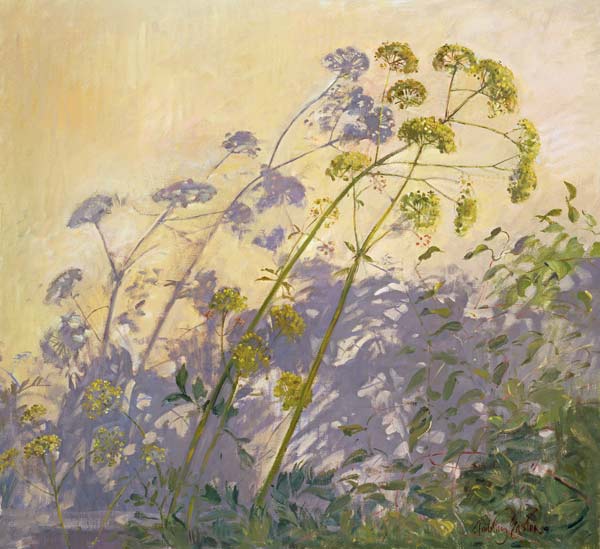 Lovage, Clematis and Shadows  von Timothy  Easton