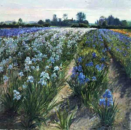 Blue and White Irises, Wortham (oil on canvas)  von Timothy  Easton