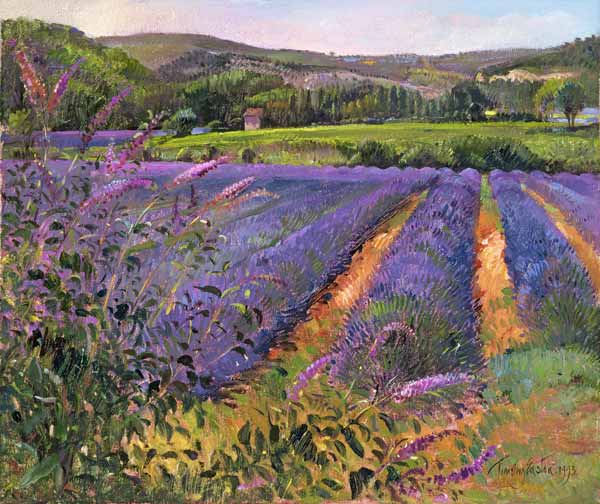 Buddleia and Lavender Field, Montclus, 1993 (oil on canvas)  von Timothy  Easton