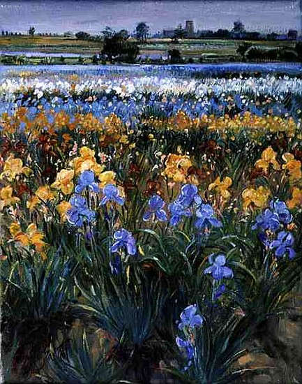 Irises and Burgate Church, 1996 (oil on canvas)  von Timothy  Easton