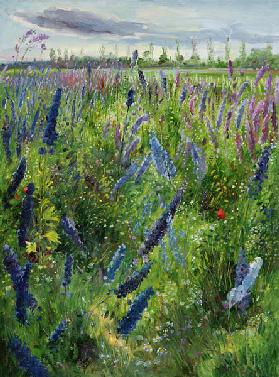 Delphiniums and Emerging Sun 