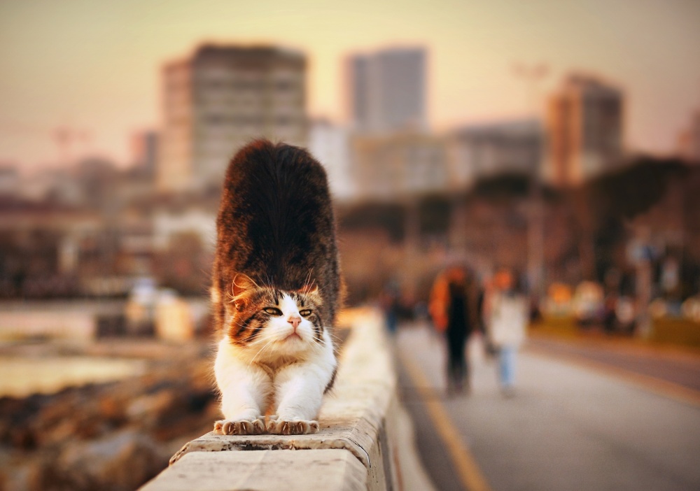 Awakening von Timucin TOPRAK