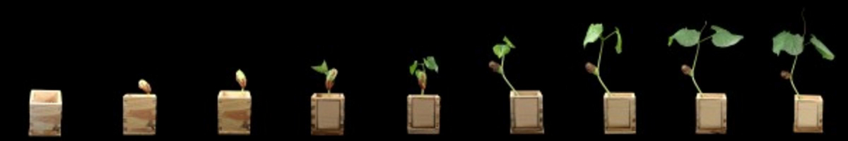 Growing bean von Tito Wong