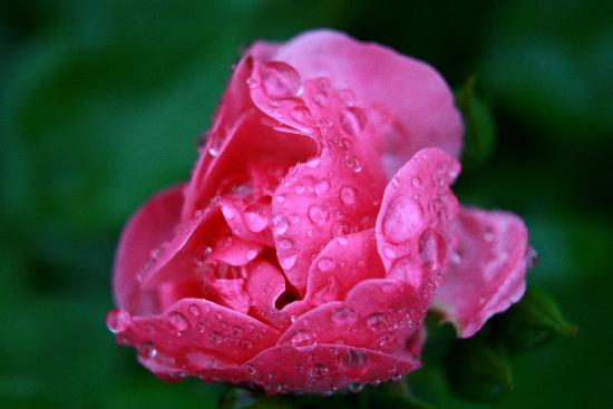 Blüte mit Regentropfen von Tobias Hase