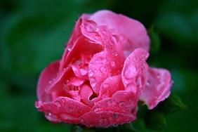 Blüte mit Regentropfen