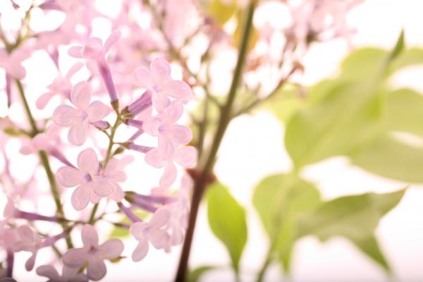 Flieder - Fliederblüten von Tobias Ott