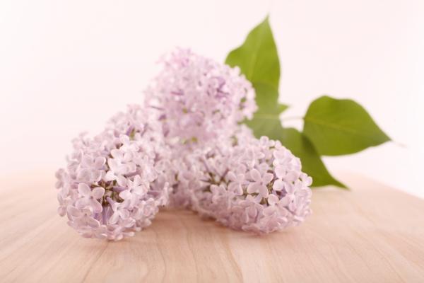 Flieder - Fliederblüten von Tobias Ott