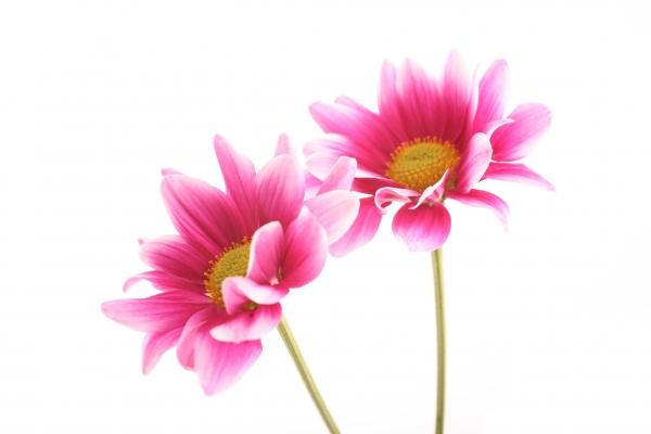 Chrysanthemen (Chrysanthemum) von Tobias Ott