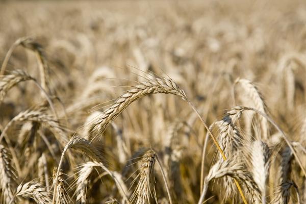 Gerstenähren von Tobias Ott