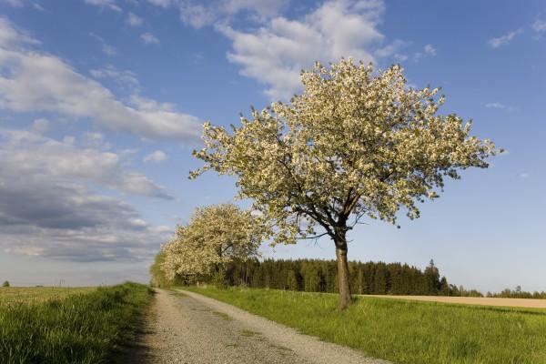 blühender Obstbaum von Tobias Ott