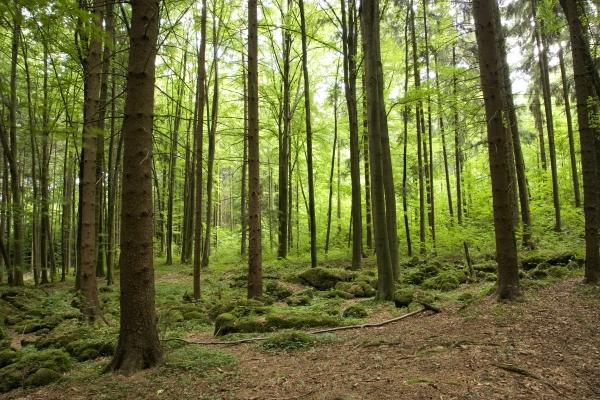 Bäume im Druidenhain von Tobias Ott