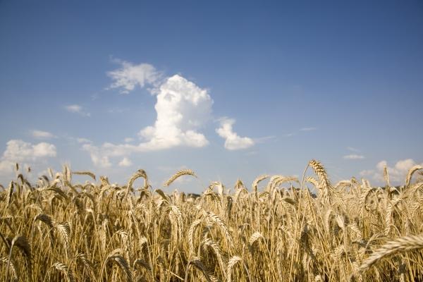 Gerstenfeld von Tobias Ott