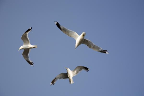 Möwen am Himmel von Tobias Ott