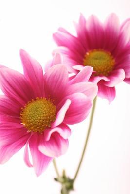 Chrysanthemen (Chrysanthemum)