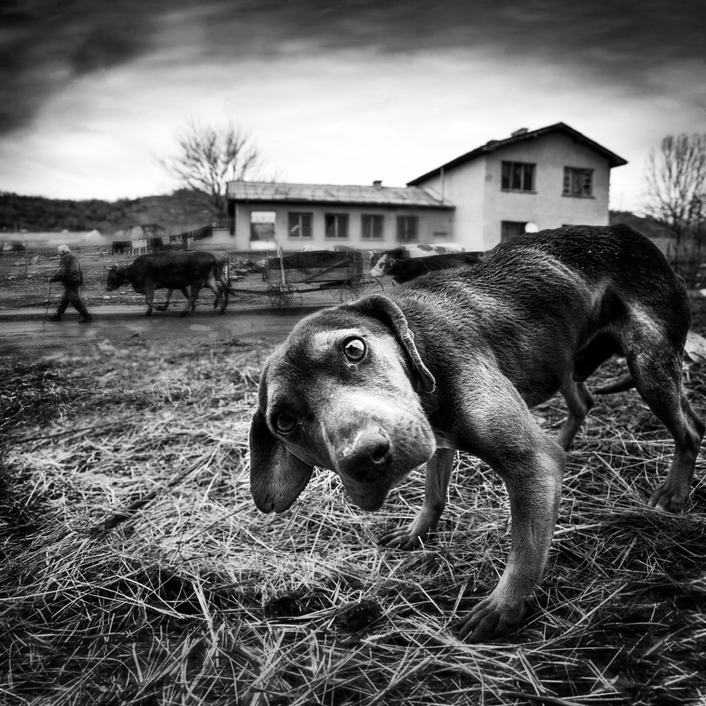 untitledl von Todor Tanev