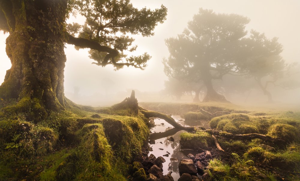 Fanal Forest von Tomas Frolec