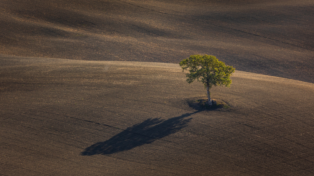 Last neighbor von Tomasz Wozniak