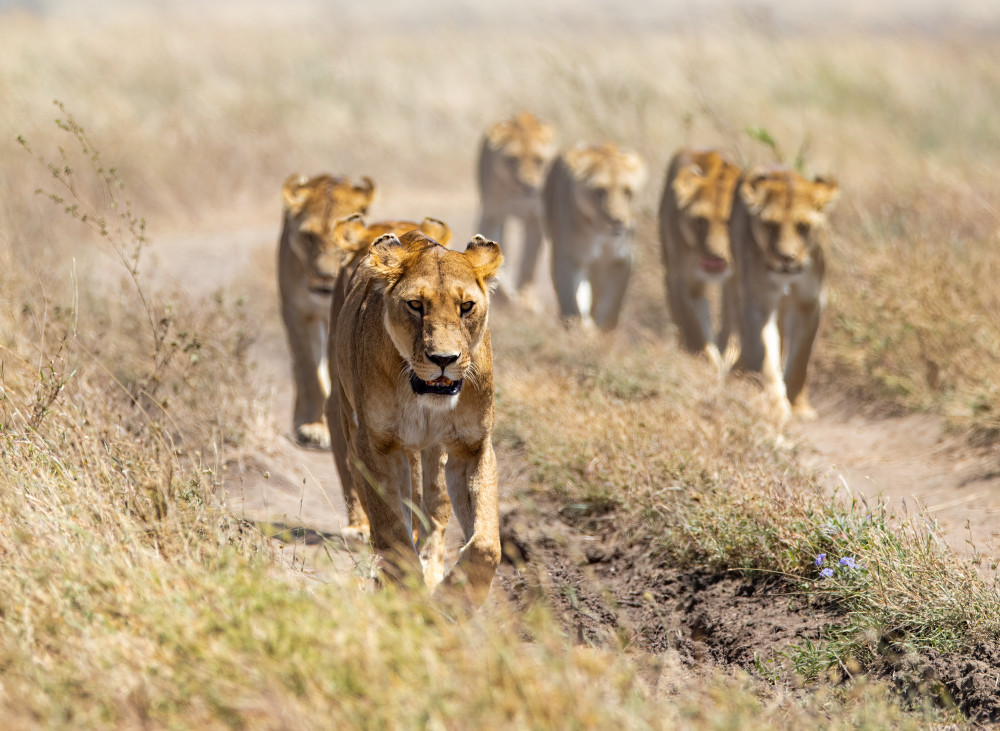 Royal Queens von Tomer Huberman