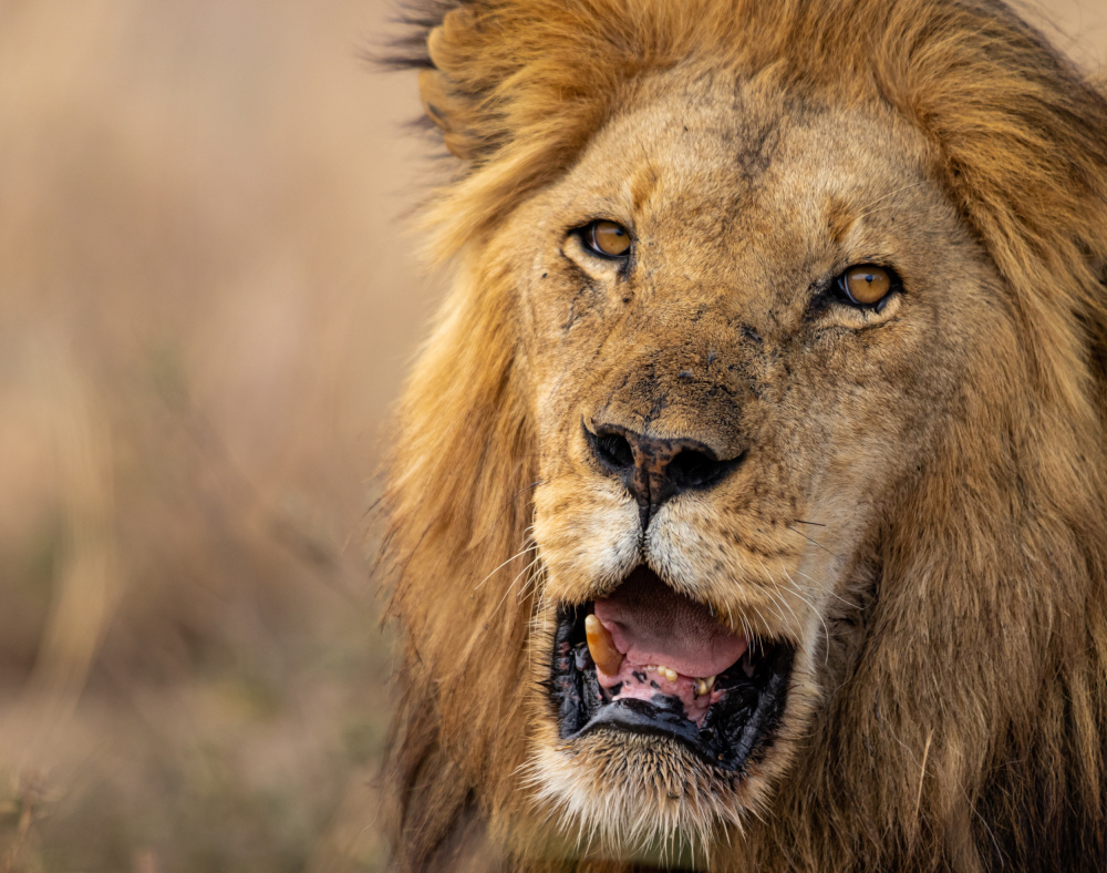 Wild King von Tomer Huberman