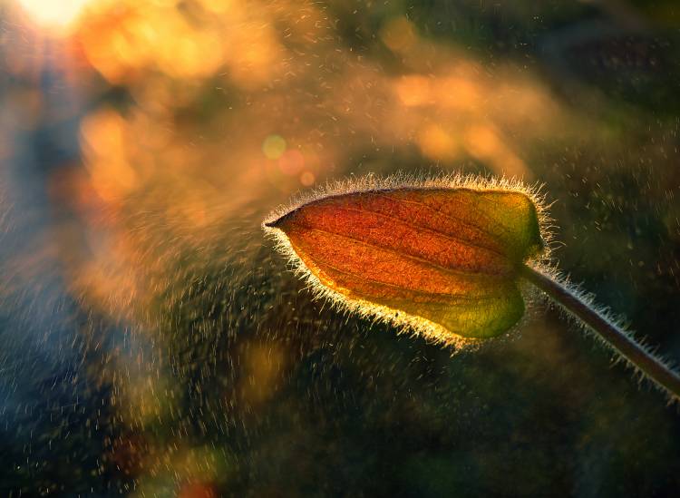 Sunshine through the rain von Tomer Yaffe