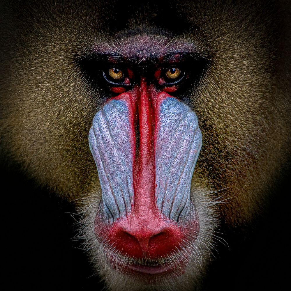 Mandril von Toni De Groof