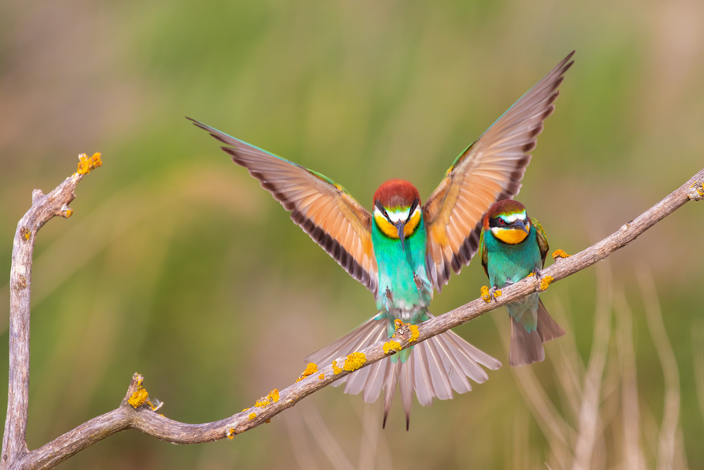 Watch out! von TONY GORAN