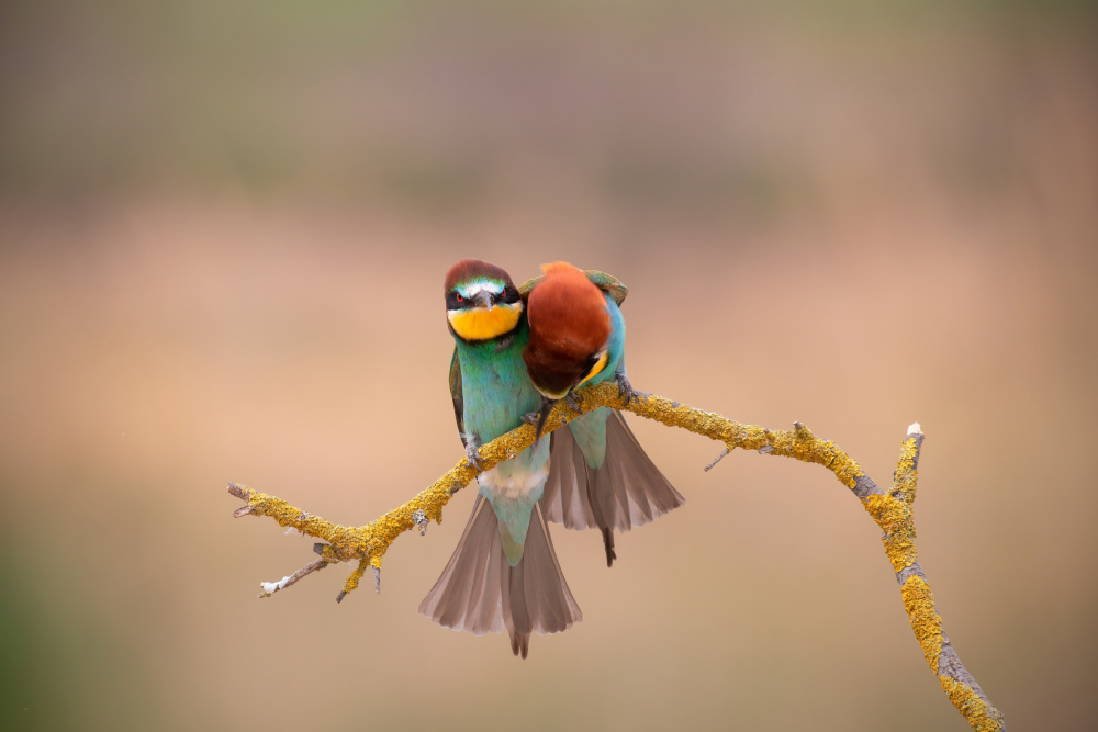 Dont worry darling! von TONY GORAN