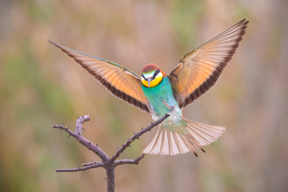 Perfect landing! von TONY GORAN