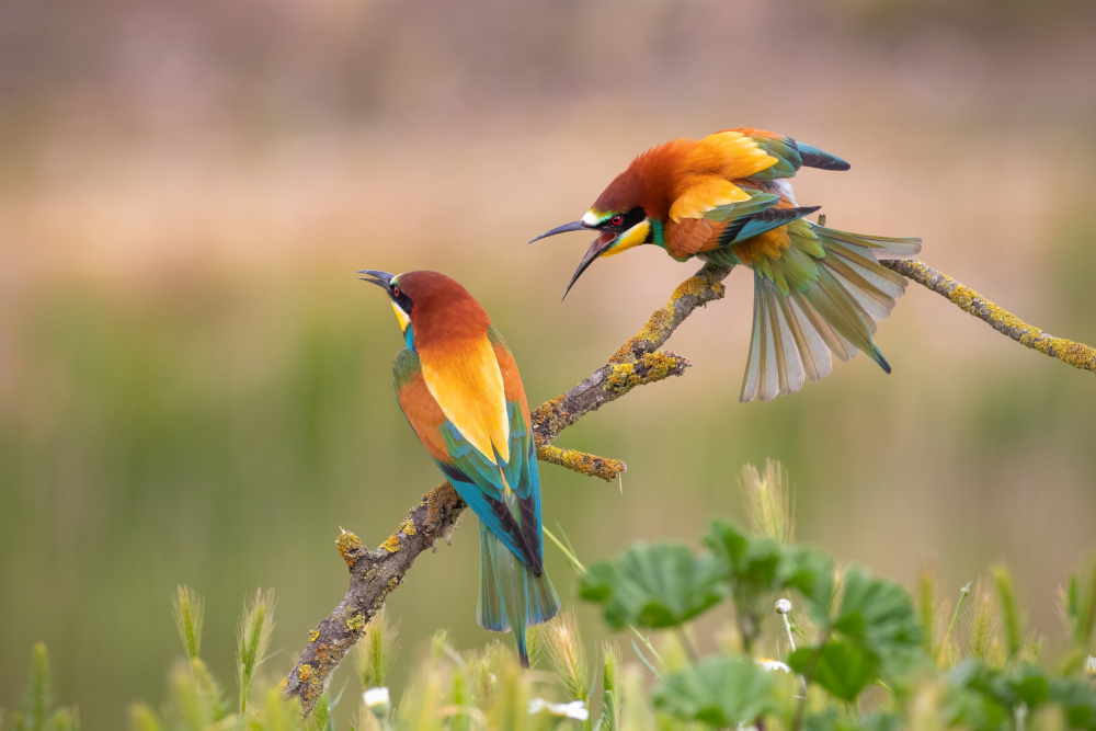 Where have you been! von TONY GORAN