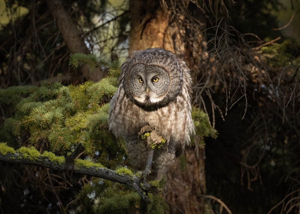 Great Grey Owl von TonyXu