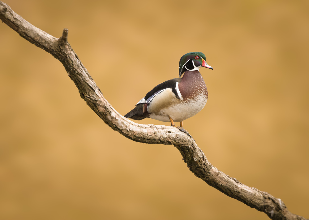 Wood Duck von TonyXu
