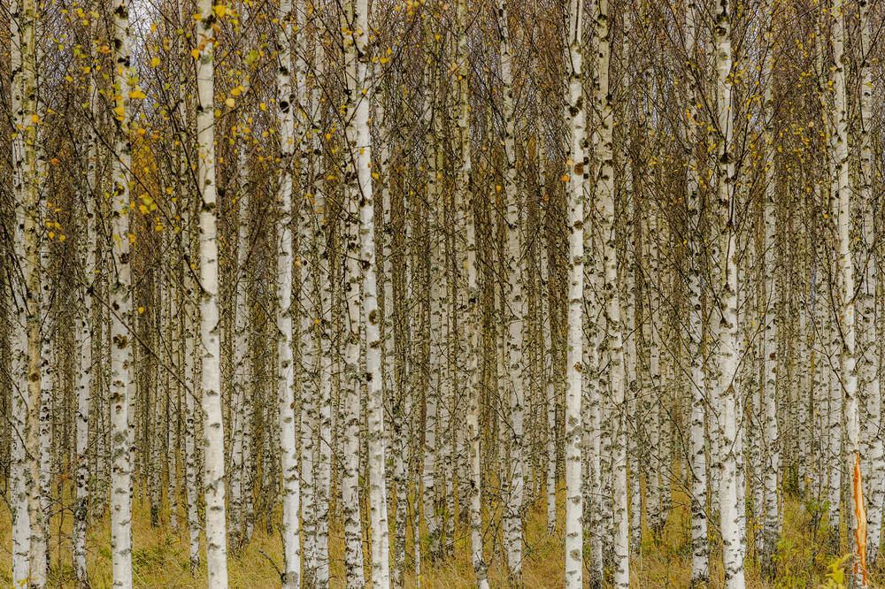 Birches von Torbjörn Gustafsson
