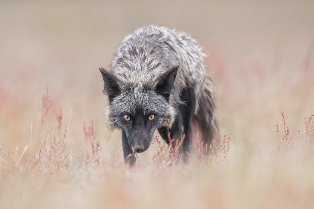 Want to challenge me? von Tracy