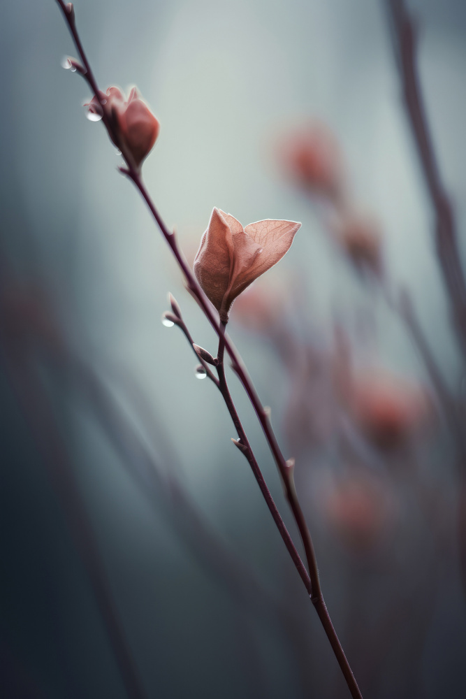 Sleeping Beauty von Treechild