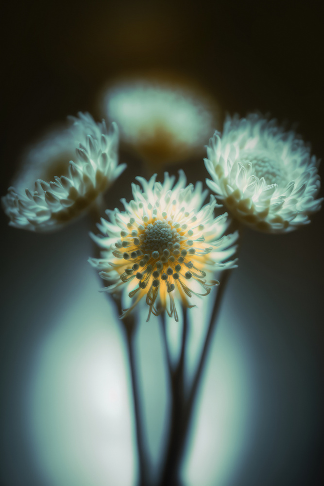 Low Light von Treechild