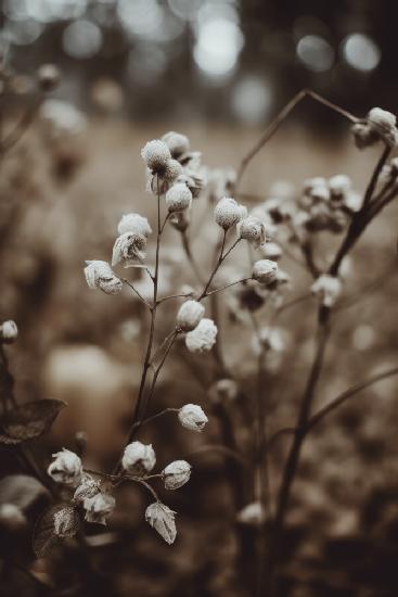 Low Light Nature No 7