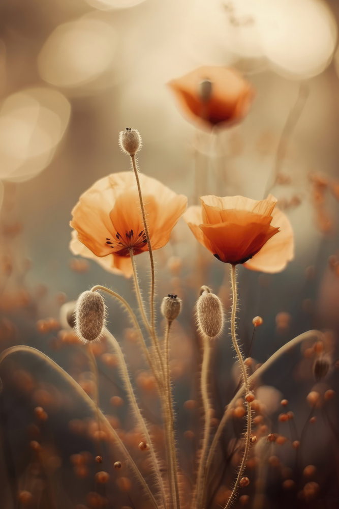 Poppy In Morning Sun von Treechild