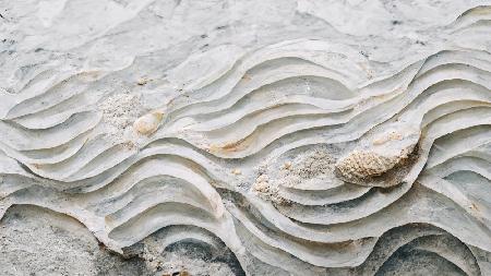 Sea Shell Detail No 6