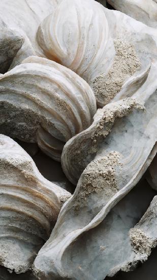 Sea Shells Detail No 1
