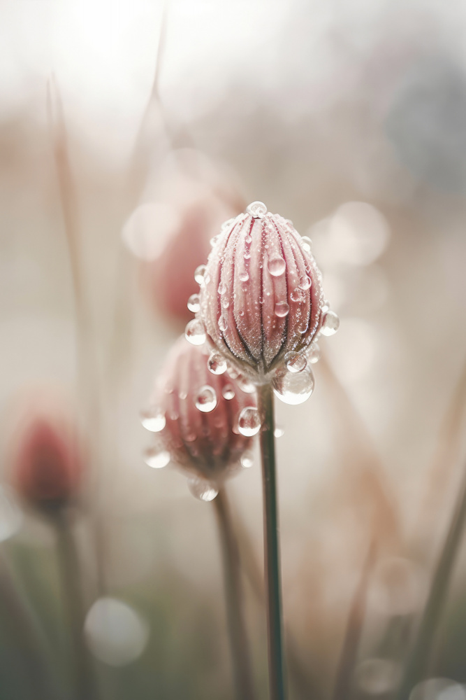 Pastel Nature Macro No 5 von Treechild