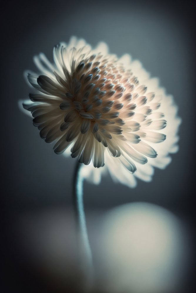 Pastel Beauty von Treechild