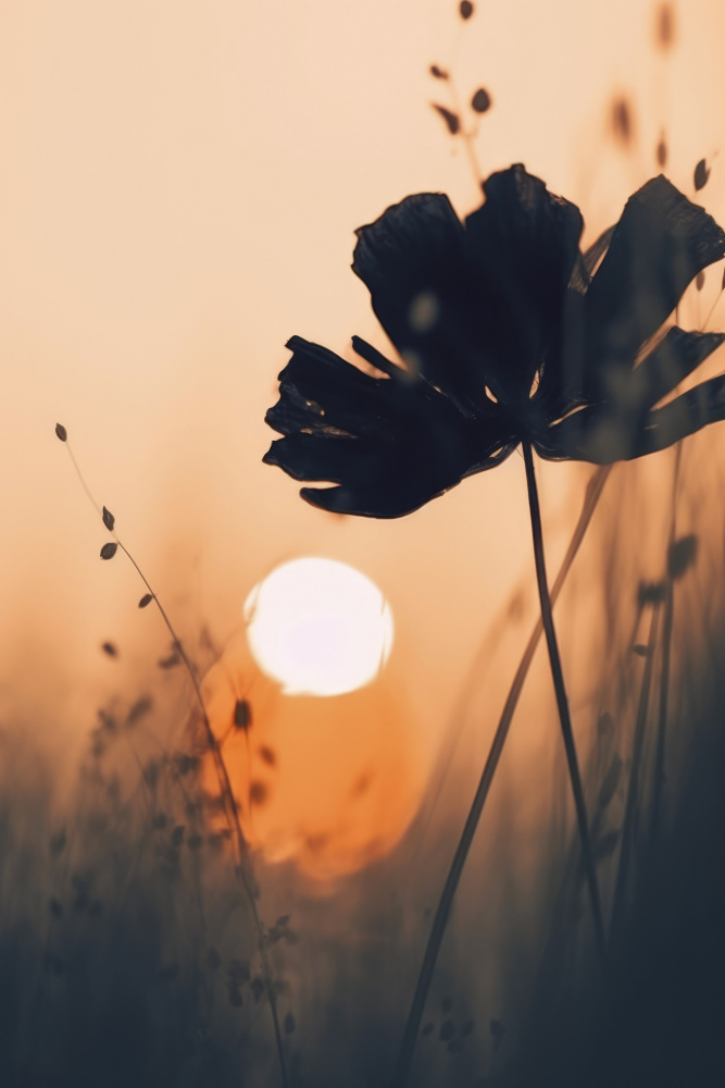 Before Sunset No1 von Treechild