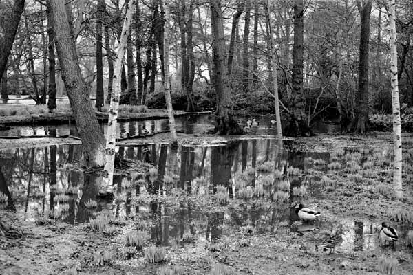 Flood in a wood von Trevor Aston