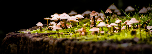 Fungus Town von Trevor Aston