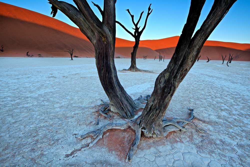 Ancient trees in the Vlei von Trevor Cole