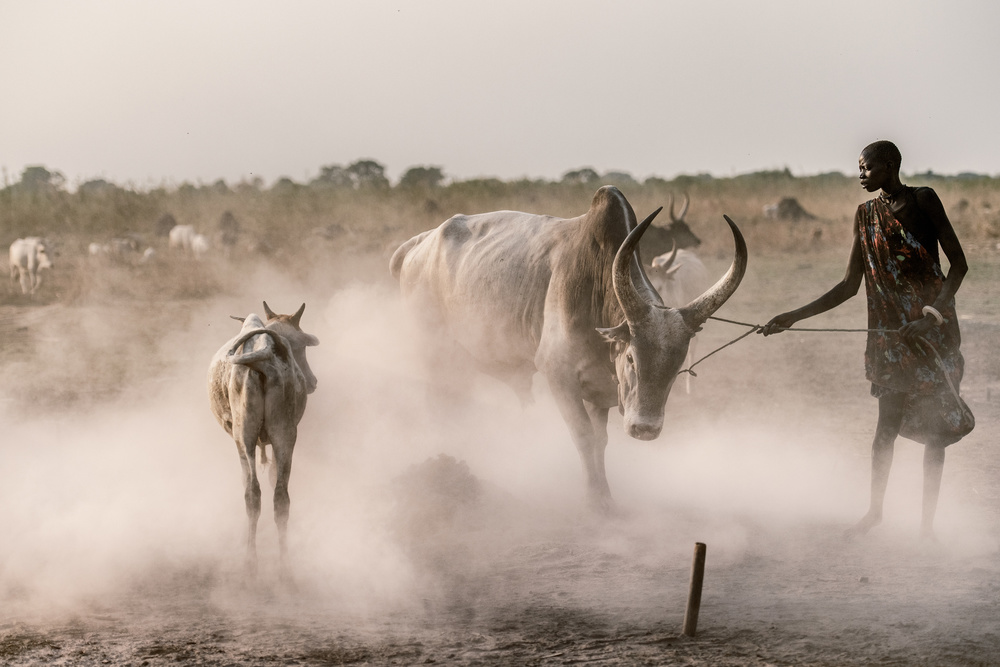 Tethering the bull von Trevor Cole