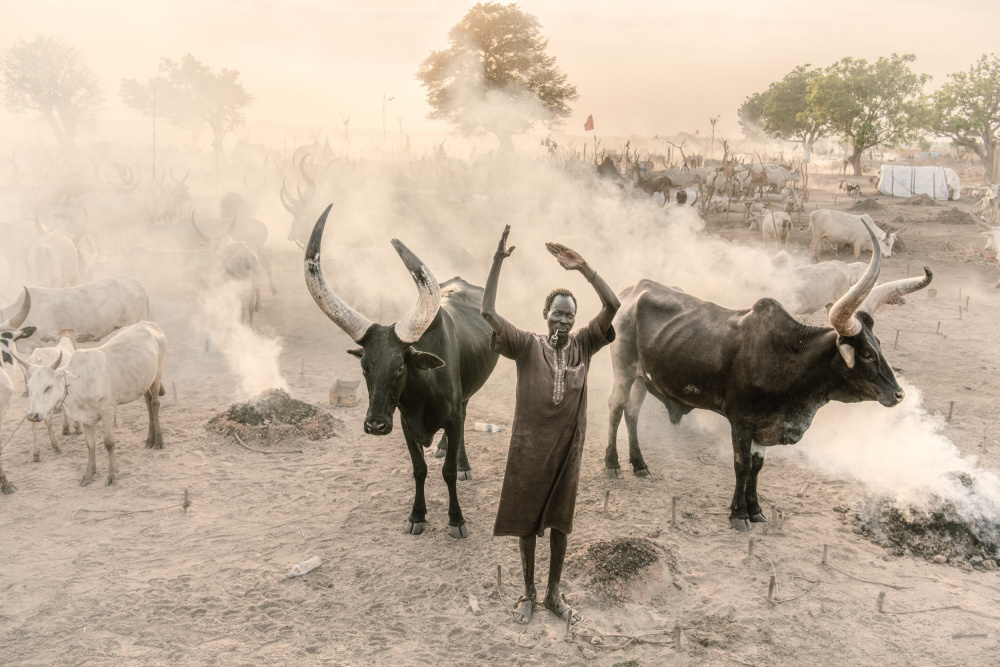 At one with my cattle von Trevor Cole